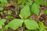 Green trillium